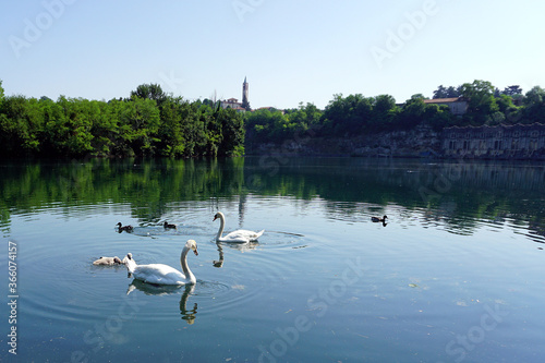 Italy  Lombardy  Adda river  swan with chicks