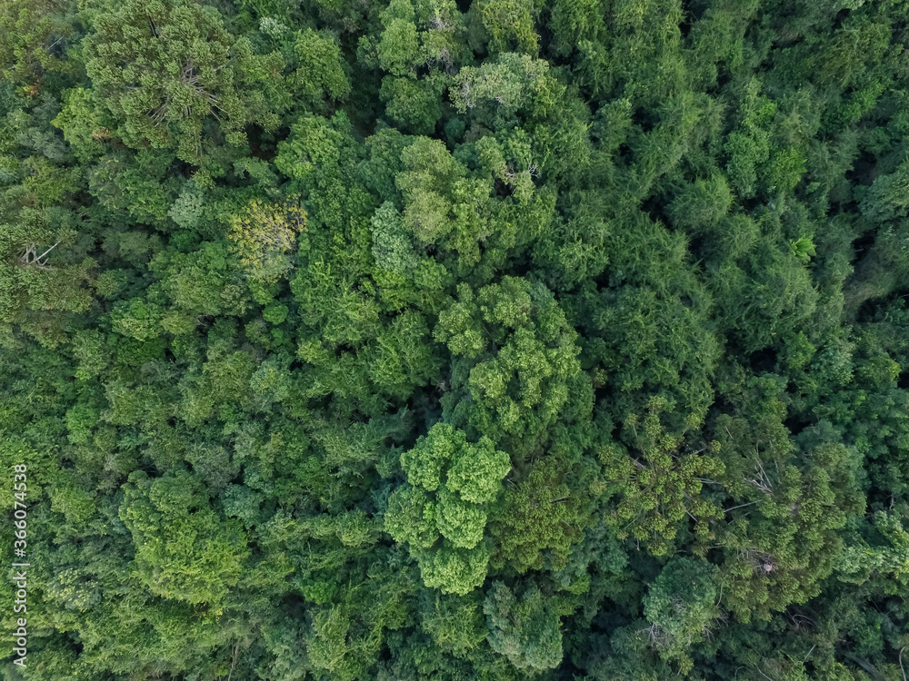 Top view of tropical forest with green trees in southern Brazil