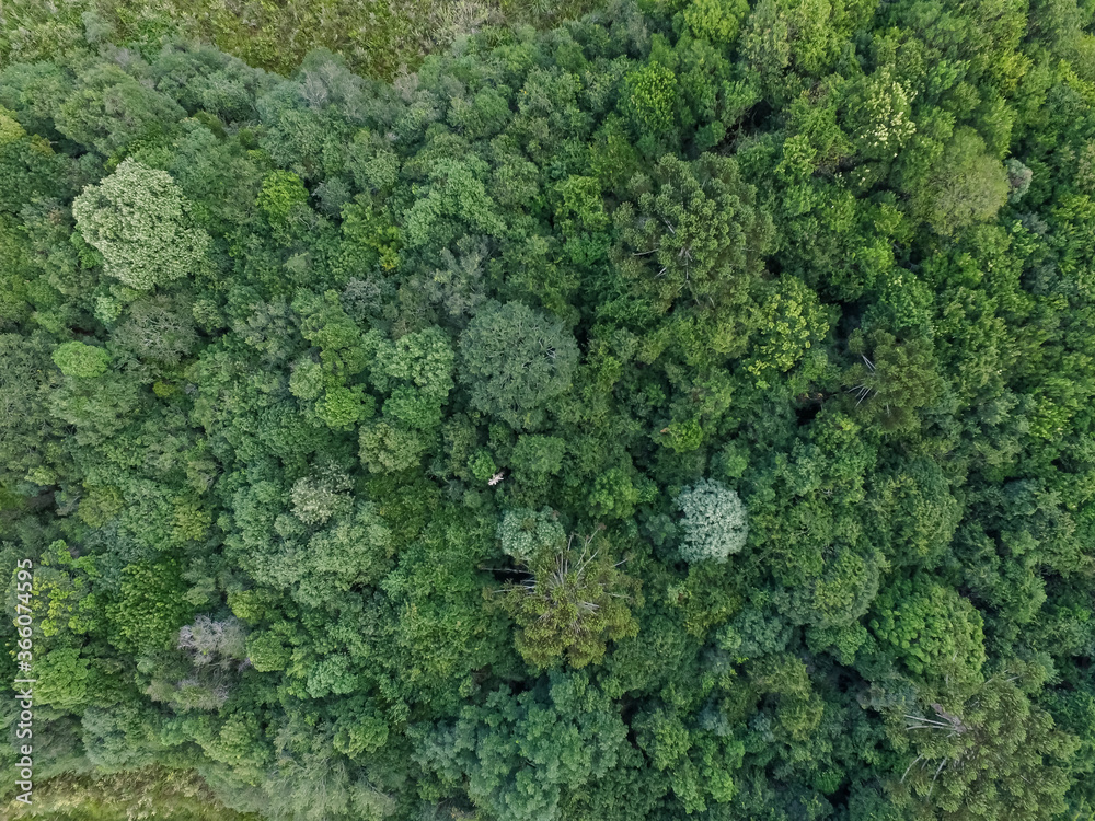 Top view of tropical forest with green trees in southern Brazil