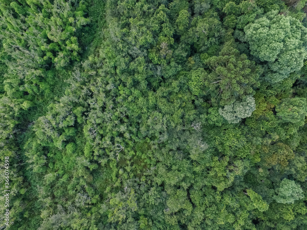 Top view of tropical forest with green trees in southern Brazil