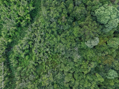 Top view of tropical forest with green trees in southern Brazil