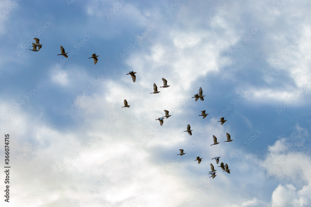 
Bando de aves voando com o céu cheio de nuvens.