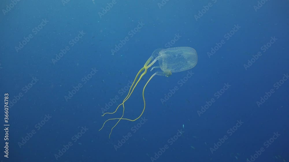 Cubozoa Box Jelly fish is followed by a little fish 