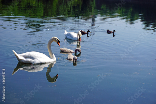 Italy  Lombardy  Adda river  swan with chicks