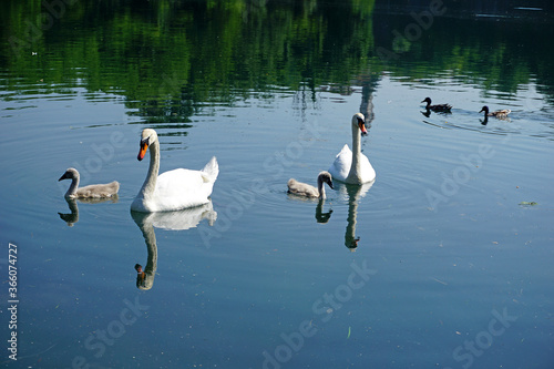 Italy  Lombardy  Adda river  swan with chicks