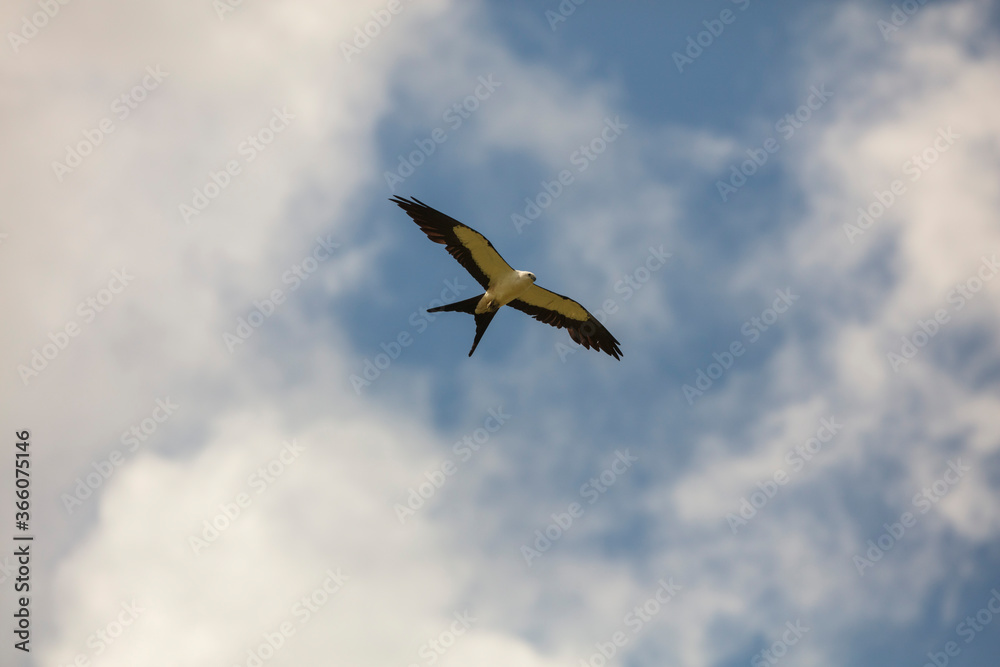 Elegant Swallow-tailed kite forages for large insects flying over a melon field outside the Lower Suwannee National Wildlife Refuge, Cedar Key, Florida, which is the key habitat for this bird. Elegant Swallow-tailed kite forages for large insects flying over a melon field outside the Lower Suwannee National Wildlife Refuge, Cedar Key, Florida, which is the key habitat for this bird.