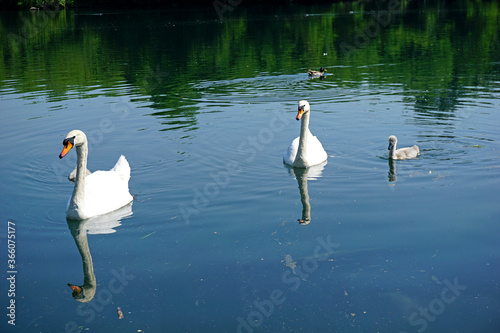 Fototapeta Naklejka Na Ścianę i Meble -  Italy, Lombardy, Adda river, swan with chicks