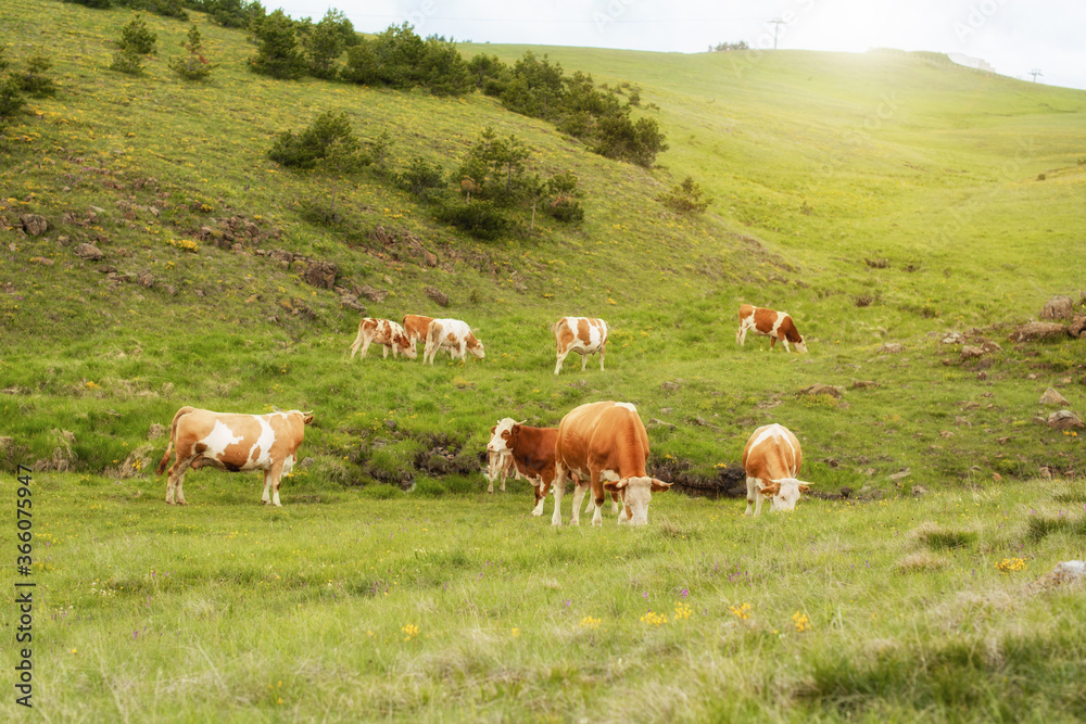 A hungry cows on a pasture