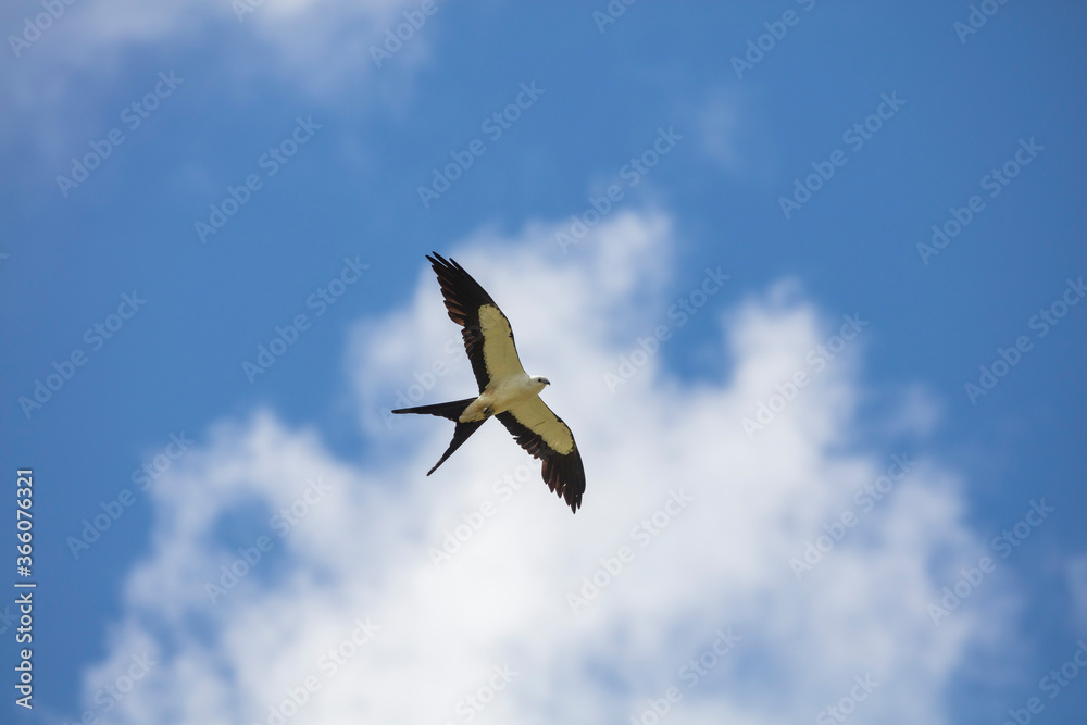 Obraz premium Elegant Swallow-tailed kite forages for large insects flying over a melon field outside the Lower Suwannee National Wildlife Refuge, Cedar Key, Florida, which is the key habitat for this bird.