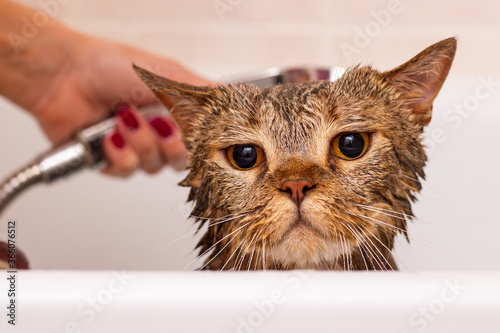 Beautiful Scottish tabby cat takes a shower. Funny face of a wet cat. Hostess washes her favorite pet.