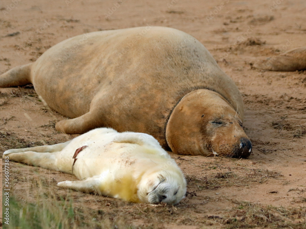 Grey seal pups on the coast of the North Sea