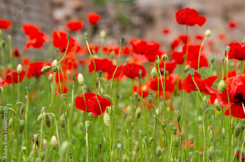 field of red poppies