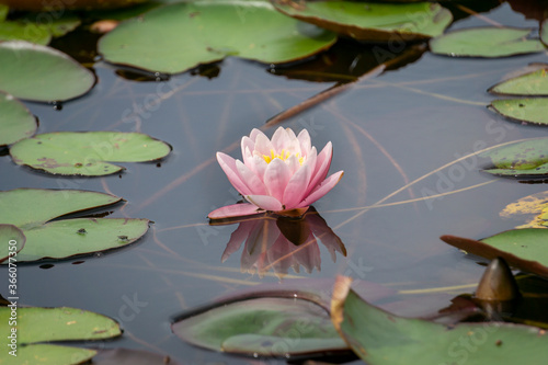 Single water lily in a lake - Zen and meditation