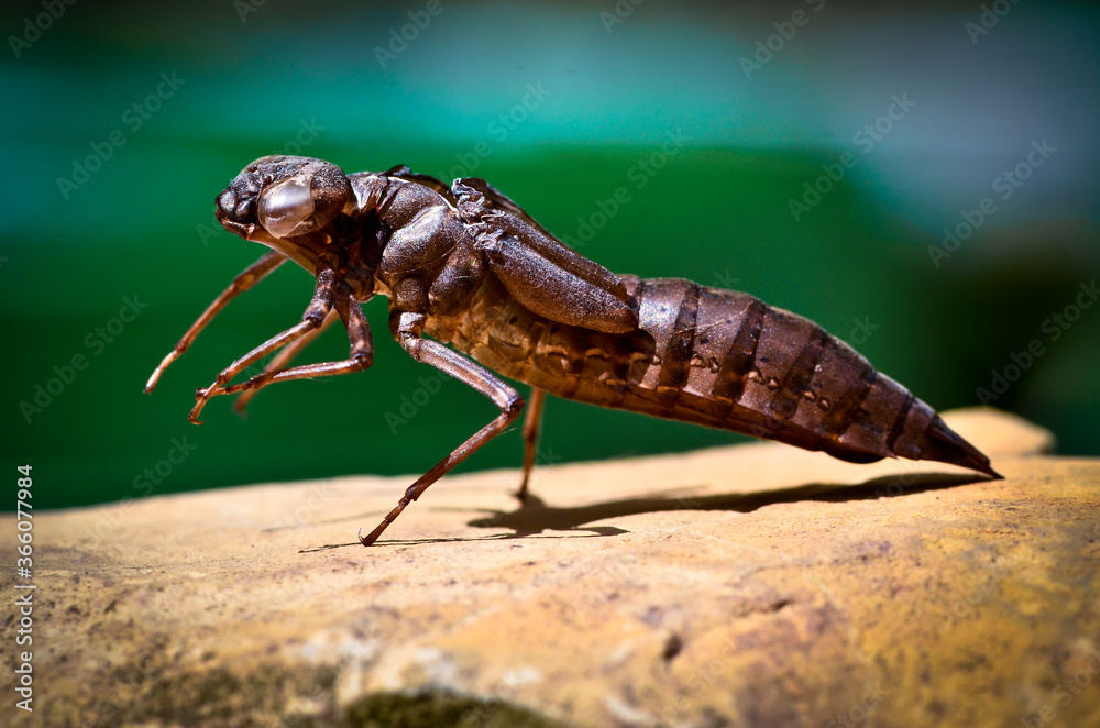 Fototapeta premium A larva, an empty nymph, of a dragon fly, a bubble tube, looking like a monster
