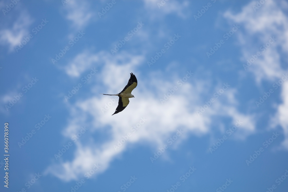 Fototapeta premium Elegant Swallow-tailed kite forages for large insects flying over a melon field outside the Lower Suwannee National Wildlife Refuge, Cedar Key, Florida, which is the key habitat for this bird.