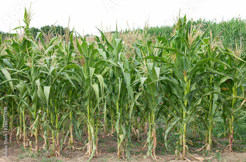 Green organic corn field summer day
