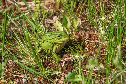 Frog in the grass