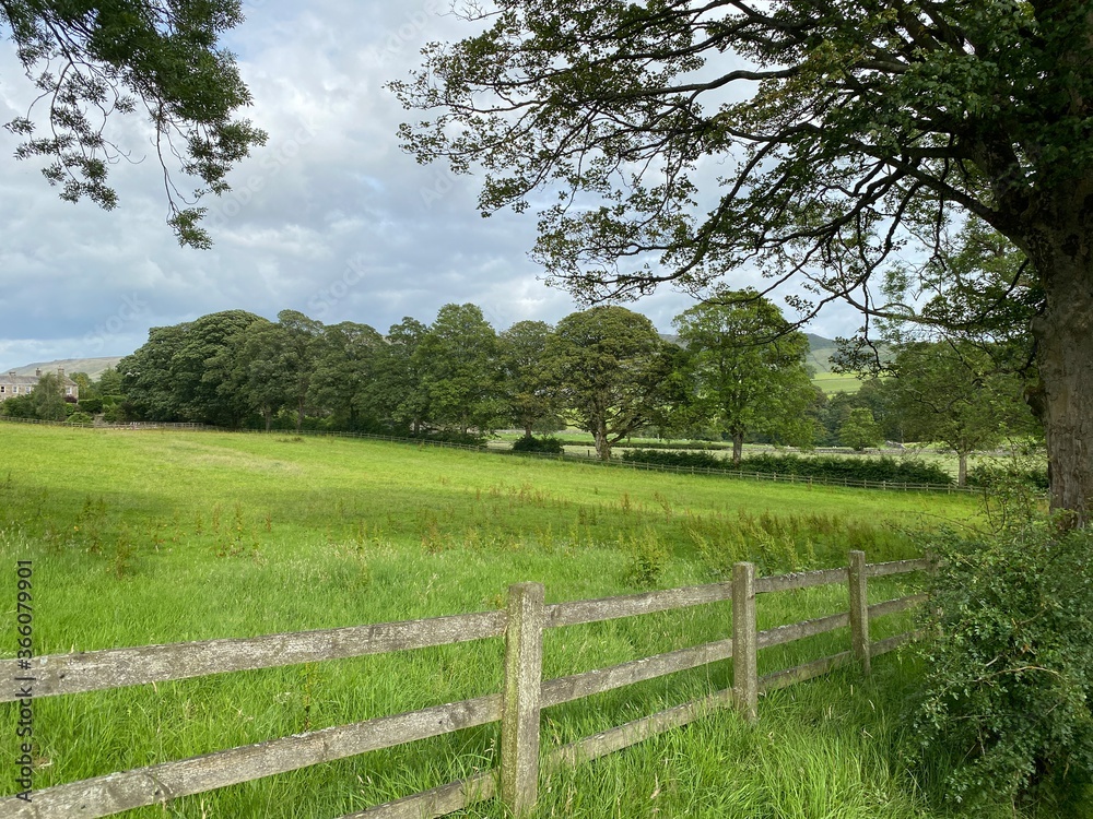 View of a wooden fence, enclosing an uncut meadow, with long grass trees near, Bell Busk, Skipton, UK