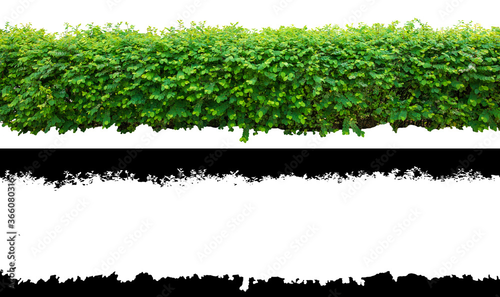 green bush border isolated on white green bush border isolated on white