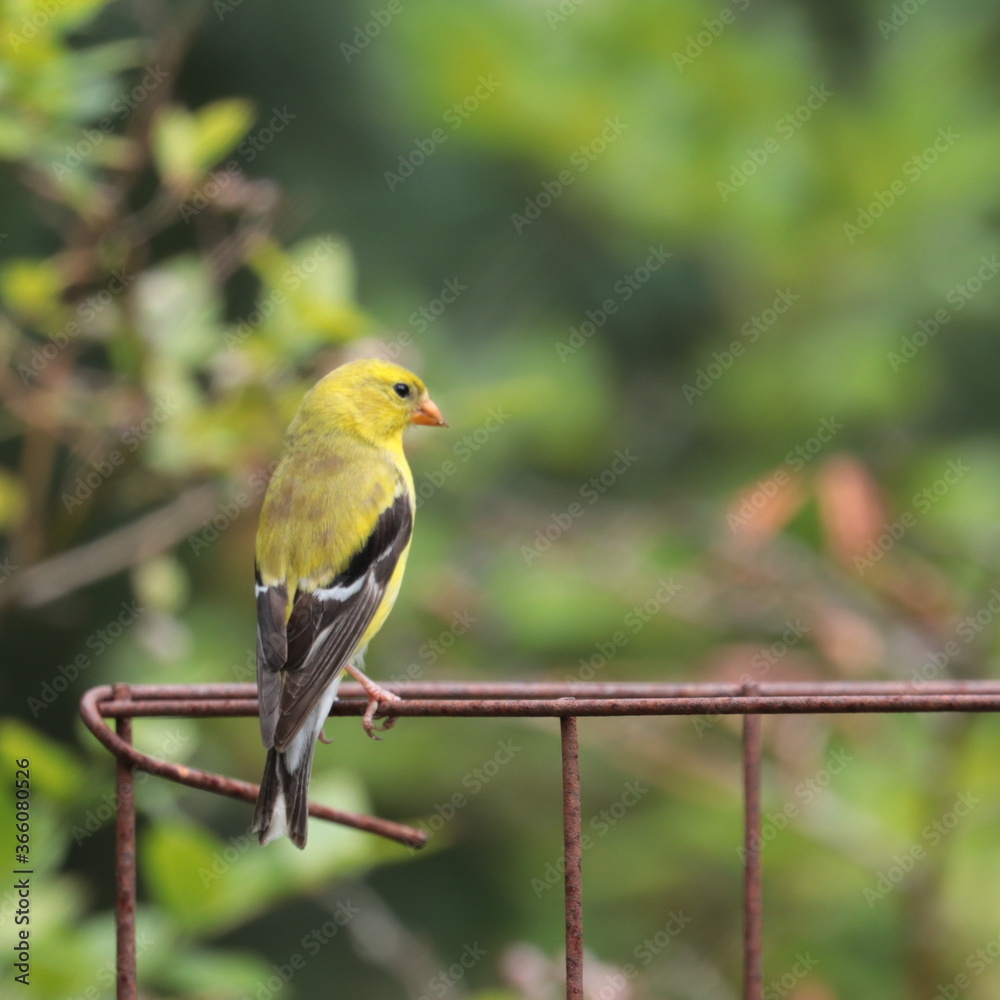 Young American goldfinch (Carduelis tristis) perched on rusty wire fence