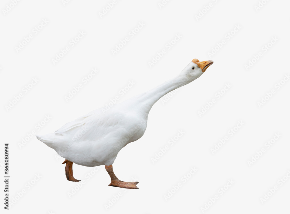 Fototapeta premium White goose isolated on white background