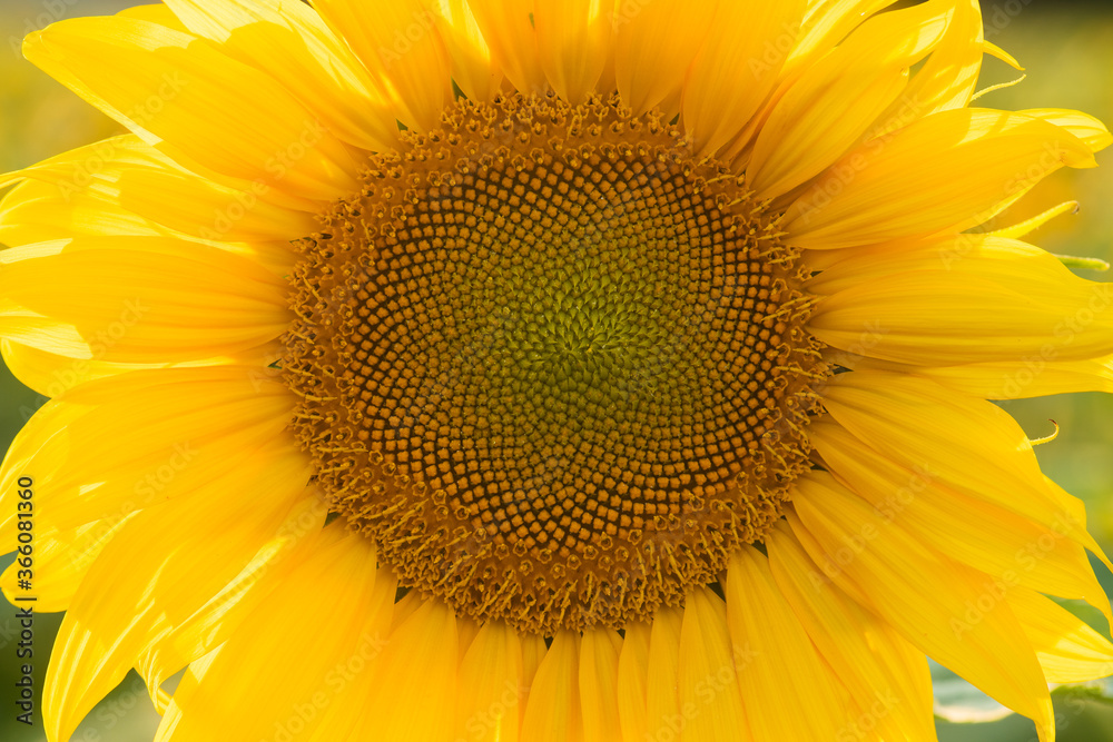 Obraz premium young growing sunflower, with large yellow leaves on a sunny day