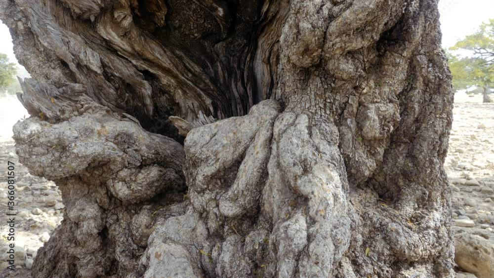 Argan tree, closeup of the trunk, beautiful abstract tree bark. Nature ...