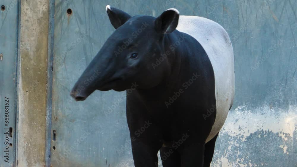 Close up of Tapir head moving his nose
Close up of Tapir head moving his nose