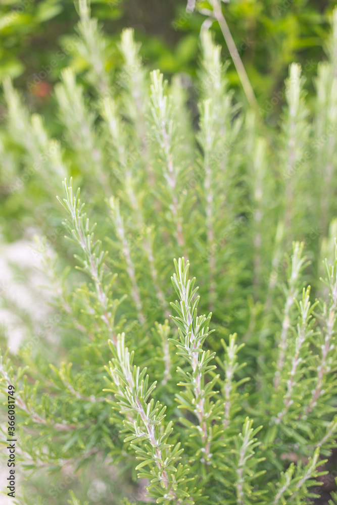 Rosemary plant in a sunny garden