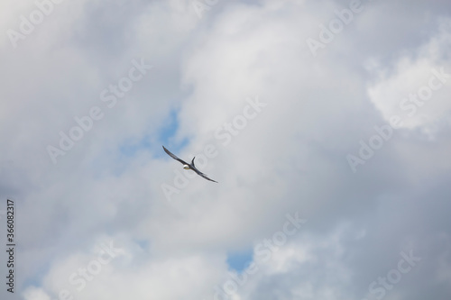 Elegant Swallow-tailed kite forages for large insects flying over a melon field outside the Lower Suwannee National Wildlife Refuge, Cedar Key, Florida, which is the key habitat for this bird.
