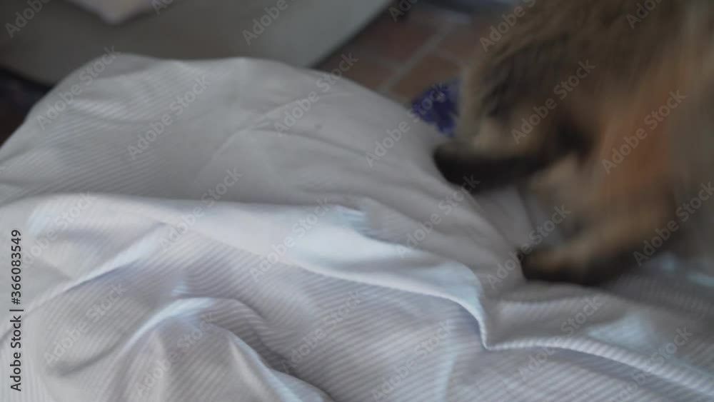 Cat looking a the camera sniffing it and jumping scared. Cat looking a the camera sniffing it and jumping scared.