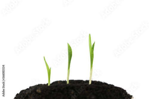 White isolated Corn sprout plant growing 