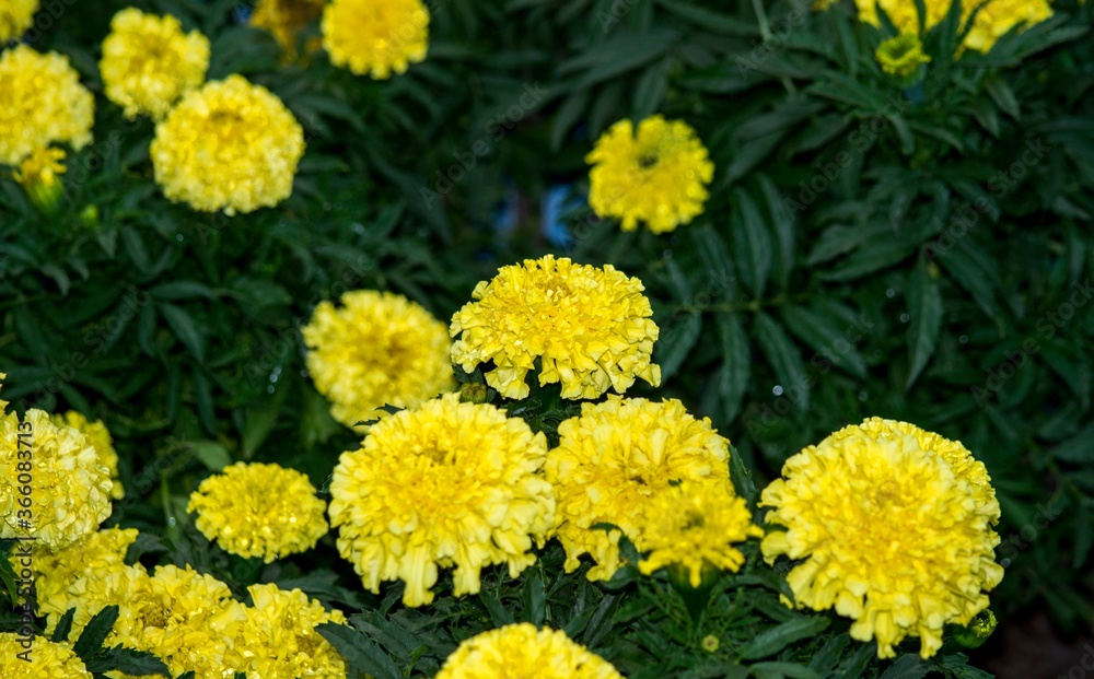 Yellow marigolds. Flowers close up Yellow marigolds. Flowers close up