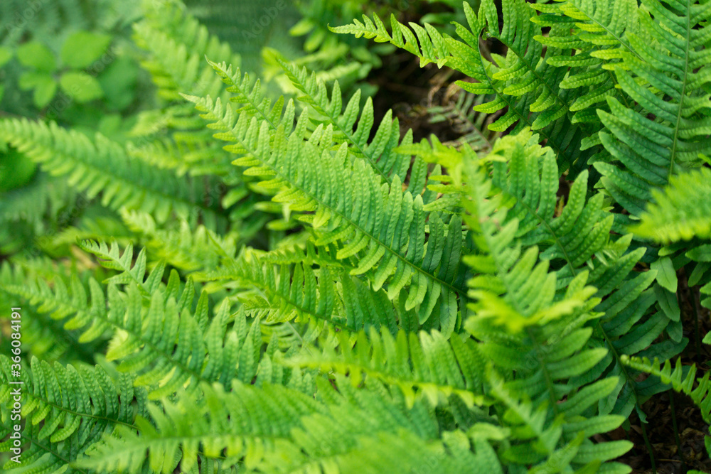 Fern | 02 Fern | 02