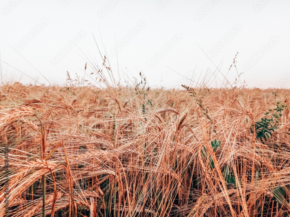 Fototapeta premium grass in the wind
