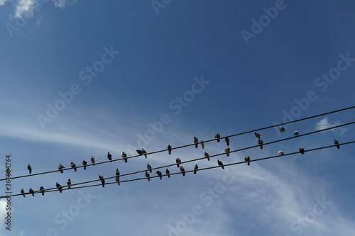 Pigeons on electric wire with blue sky background