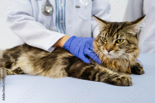 Fototapeta Naklejka Na Ścianę i Meble -  Young women veterinarian examining cat on table in veterinary clinic