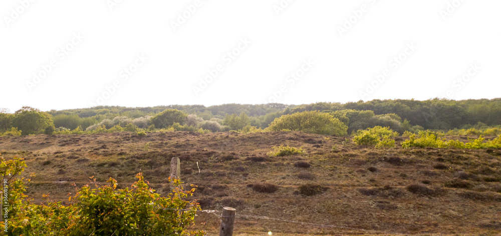 Fototapeta premium Dutch dunes during the spring