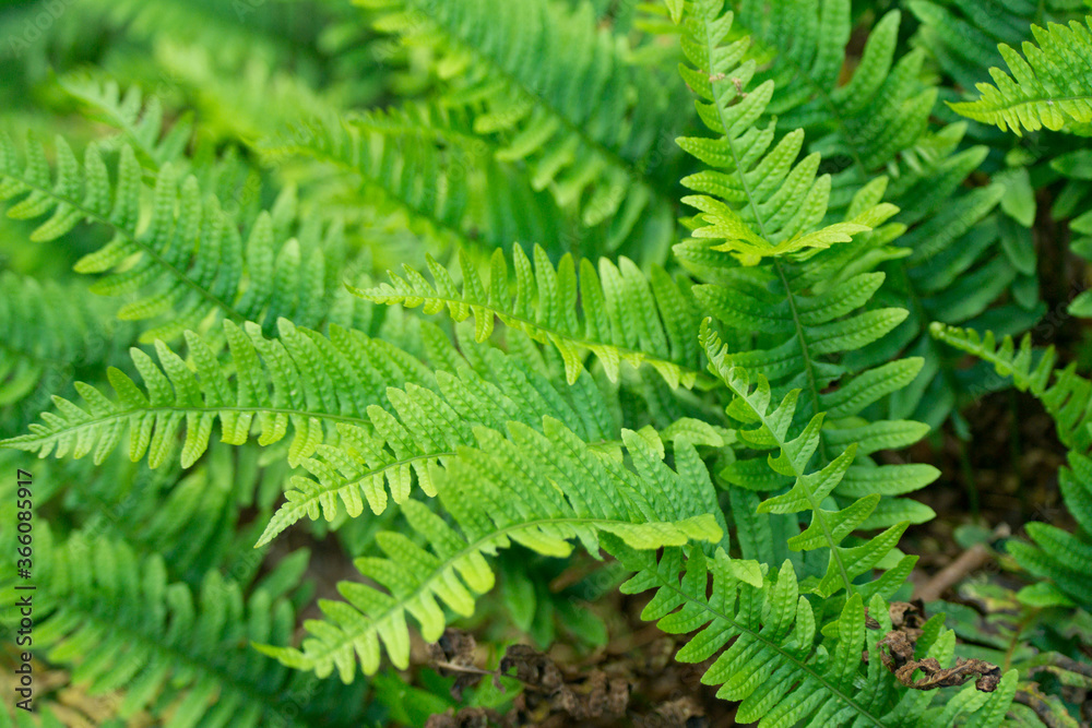 Fern | 01 Fern | 01