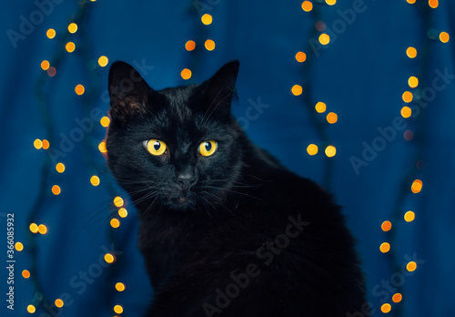 Portret of a black cat in front of a blue and festive background