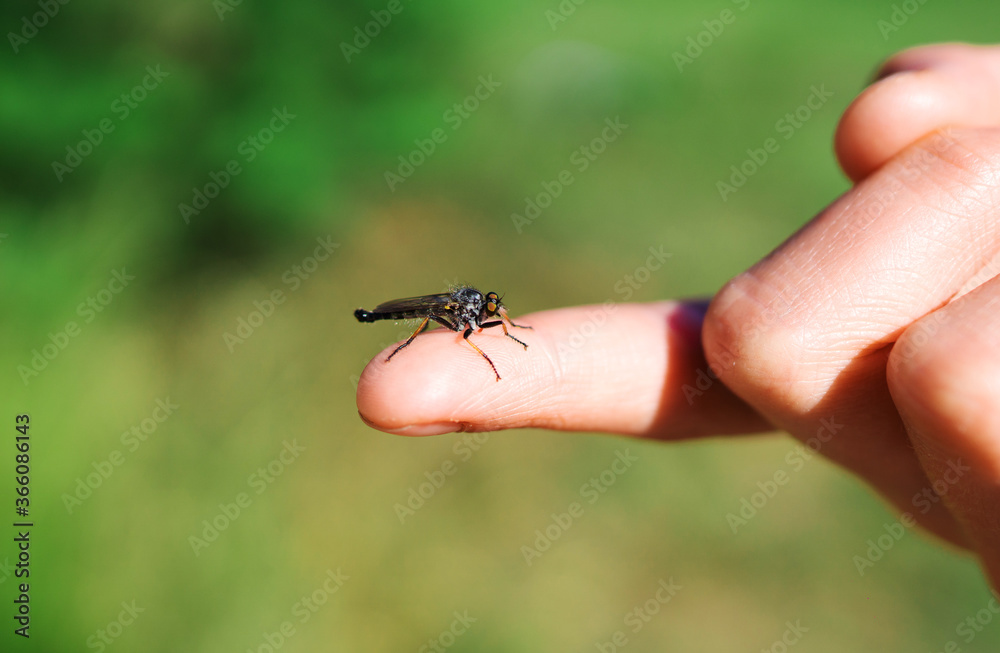 Obraz premium Child holding baby dragonfly on the finger.