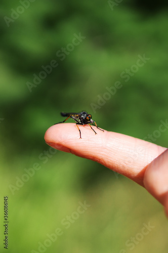 Child holding baby dragonfly on the finger.