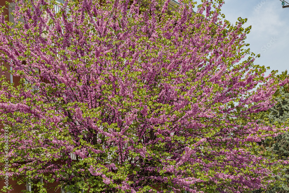 Spring nature. Beautiful blooming purple bush Spring nature. Beautiful blooming purple bush