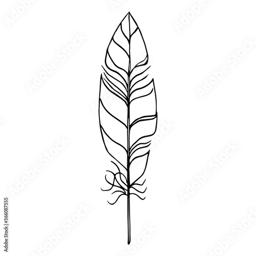 Black on white isolated hand drawn vector feather quill . Vector eps10 file. Can be used as clipart or graphic element for your design.