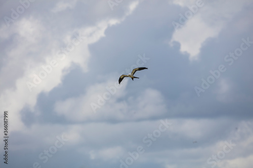 Elegant Swallow-tailed kite forages for large insects flying over a melon field outside the Lower Suwannee National Wildlife Refuge, Cedar Key, Florida, which is the key habitat for this bird. © Anne Lindgren
