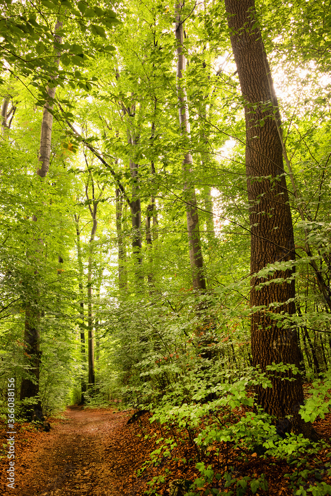 Fototapeta premium Forest path in Salzburg, Austria, Europe