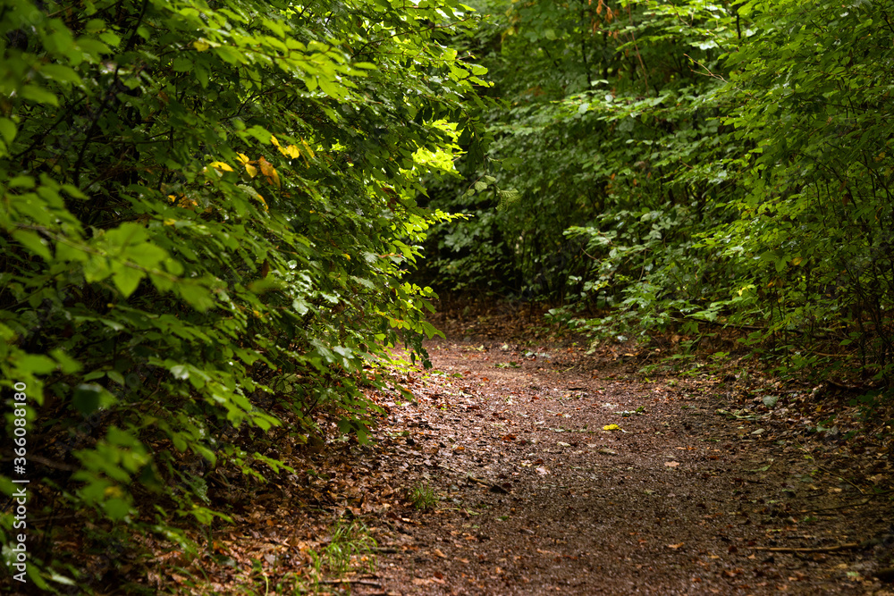 Fototapeta premium Forest path in Salzburg, Austria, Europe