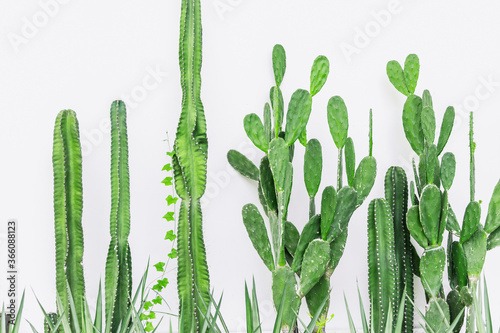 Fotografia Cactus plant on white wall in modern home interior green botany decoration natur