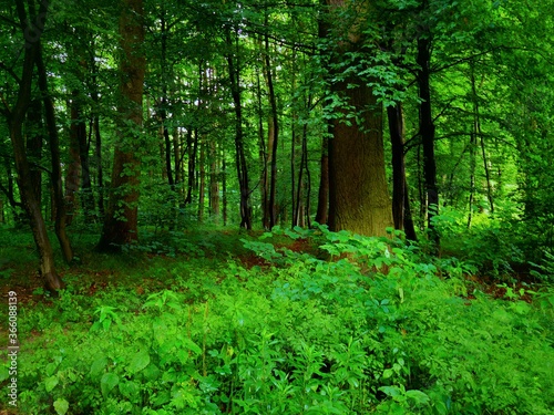 Polski las liściasty