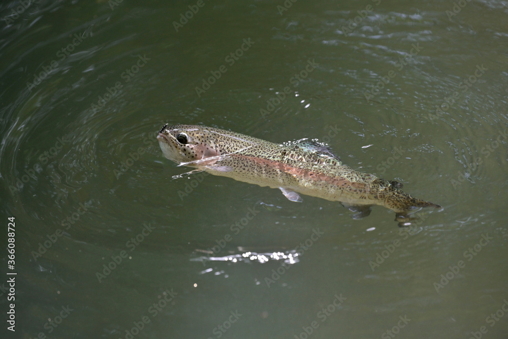 beautiful rainbow trout gobbling in a clear river beautiful rainbow trout gobbling in a clear river